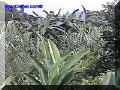 SAS--038-web.jpg