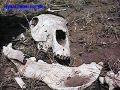 SAS--068-web.jpg