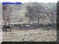 SAS--071-web.jpg