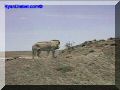 SAS--081-web.jpg